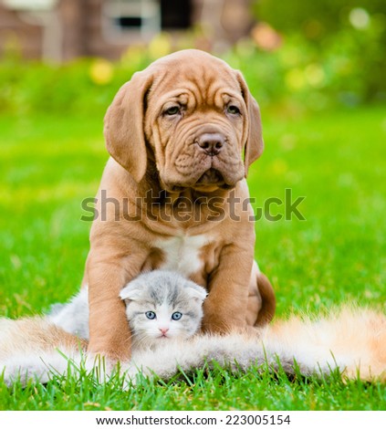 Bordeaux puppy dog hugs newborn kitten on green grass Royalty-Free Stock Photo #223005154