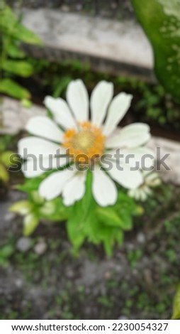 defocused background of White flower