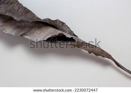 Dry banana leaf isolated on white background.