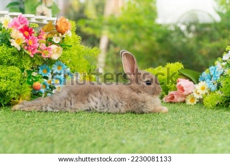 Lovely rabbit ears bunny lying down relax on green grass with flowers over spring time nature background. Little baby rabbit brown bunny curiosity sitting playful on meadow summer background. Easter