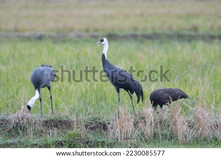 Family of hooded cranes in rice field