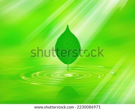 water drop on leaf background