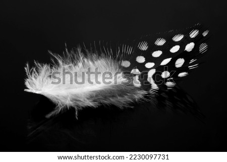 Black feather with white polka dots laying macro texture. black macro feather, Animal, Bird Royalty-Free Stock Photo #2230097731