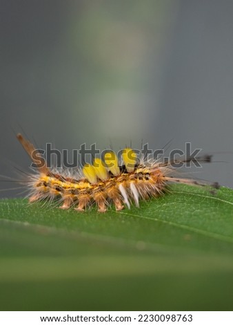 yellow caterpillar on the leaf