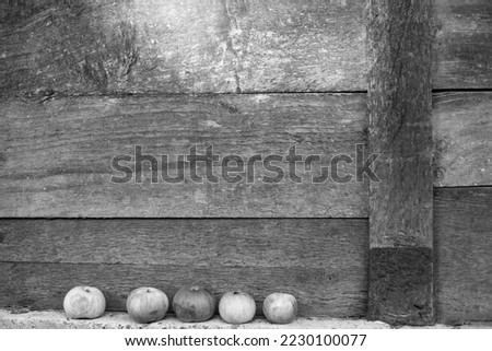 Apples lined up next to a wooden log cabin. Black and white photograph.