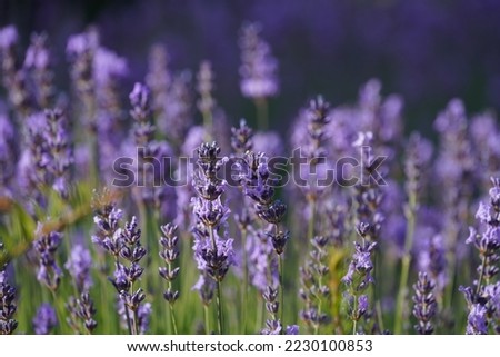 English lavender or Lavandula angustifolia Royalty-Free Stock Photo #2230100853