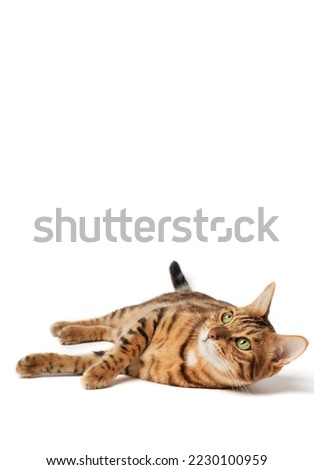 Satisfied Bengal cat lies on a white background. Domestic cat in isolation. Cat for food advertising. Playful pet close-up. Royalty-Free Stock Photo #2230100959