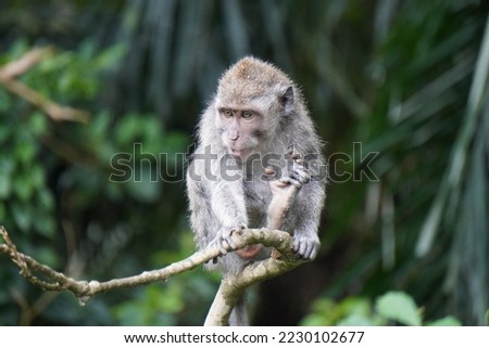 A strong tree branch for a monkey to sit on