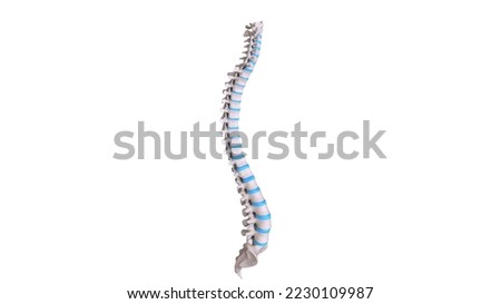 human vertebral column  bones isolated anatomy 3d illustration