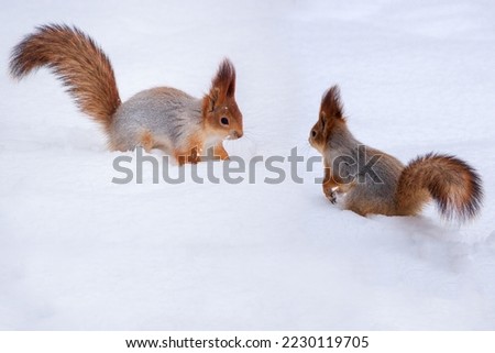 Two squirrels playing in the winter park