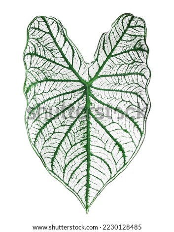 Caladium Candidum bicolor green white leaf on white background isolated close up, Philodendron leaves, exotic tropical plant, 
araceae houseplant, floral design element, heart shape foliage pattern