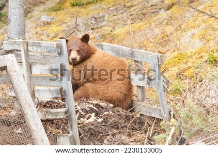 Big fat brown American Black Bear, Ursus americanus, squatting on garden compost searching for food scraps Royalty-Free Stock Photo #2230133005
