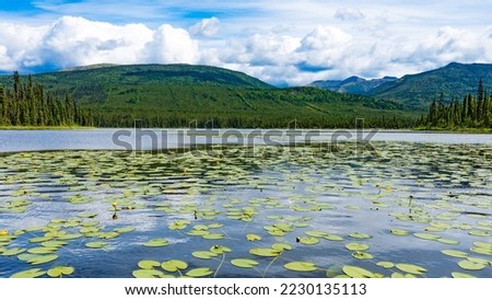 Water Lillies on McQuesten Lake summer wilderness nature landscape in central Yukon near Mayo and Keno City Yukon Territory, YT,  Canada Royalty-Free Stock Photo #2230135113