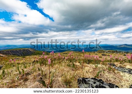 Flowering Alpine Bistort, Bistorta vivipara, alpine tundra landscape on Keno Hill at the end of Silver Trail near Keno City and Mayo, central Yukon Territory, YT, Canada Royalty-Free Stock Photo #2230135123