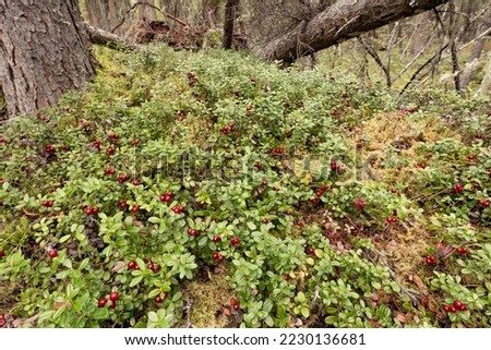 Superfood bounty of ripe lngonberries, Vaccinium vitis-idaea, or low-bush cranberries or partridgeberries ready to be piicked as foraged food harvest from boreal forest taiga wilderness Royalty-Free Stock Photo #2230136681