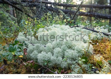 Cushion of str-tipped cup lichens, Cladonia stellaris,  growing on boreal forest taiga floor in wilderness of Yukon Territory, YT, Canada Royalty-Free Stock Photo #2230136805