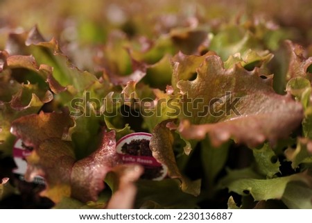Full frame close-up shot of fresh healthy lettuce for sale at market stall
