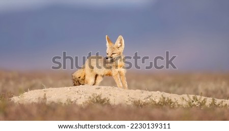 The kit fox (Vulpes macrotis). The smallest of the four species of Vulpes