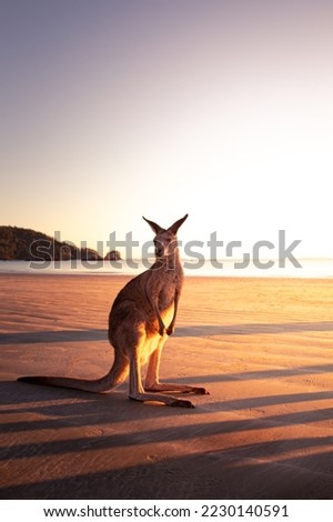 Cute kangaroo at a beach, with water in the background at sunrise in Australia