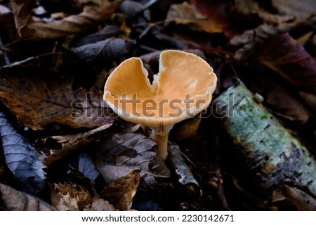 Yellow umbrella mushrooms growing among fallen leaves in a deep beech forest
