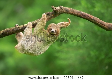 Brown-throated sloth (Bradypus variegatus) is a species of three-toed sloth found in the Neotropical realm of Central and South America Royalty-Free Stock Photo #2230144667