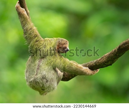 Brown-throated sloth (Bradypus variegatus) is a species of three-toed sloth found in the Neotropical realm of Central and South America