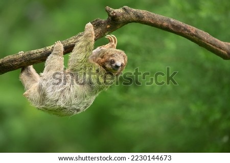 Brown-throated sloth (Bradypus variegatus) is a species of three-toed sloth found in the Neotropical realm of Central and South America