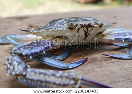 Aru Islands-Indonesia November 24 2022, A blue crab crab is on a brown wooden board.  These crabs live in the sea, this type is usually found in shallow coastal areas, especially in the waters of the  Royalty-Free Stock Photo #2230147433