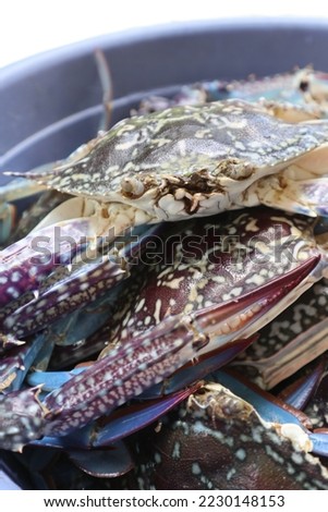 Aru Islands-Indonesia November 24 2022, Several blue crabs are in a blue bowl on a brown wooden board.  These crabs live in the sea, this type is usually found in shallow coastal areas, especially in  Royalty-Free Stock Photo #2230148153