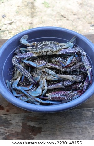 Aru Islands-Indonesia November 24 2022, Several blue crabs are in a blue bowl on a brown wooden board.  These crabs live in the sea, this type is usually found in shallow coastal areas, especially in  Royalty-Free Stock Photo #2230148155