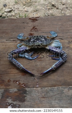 Aru Islands-Indonesia November 24 2022, A blue crab crab is on a brown wooden board.  These crabs live in the sea, this type is usually found in shallow coastal areas, especially in the waters of the  Royalty-Free Stock Photo #2230149155