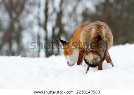 Red Fox Standing in the Snow in A National Park