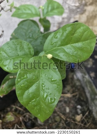 Raindrops on jasmine leaves whose flowers have not yet bloomed feel fresh