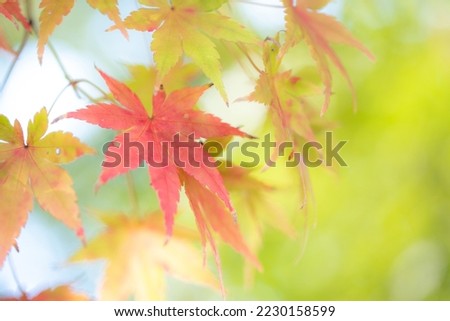 red autumn leaves of the tree