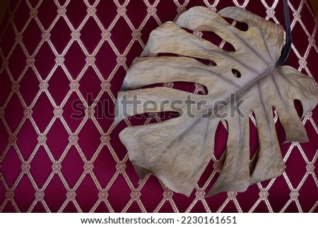 Dry monstera leaf on burgundy background