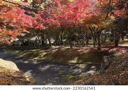 Autumn leaves scenery in Otsu city, Shiga prefecture, Japan