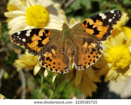 Motley butterfly (Vanessa cardui) on a yellow chrysanthemum in an autumn flower garden (macro,top view-from the back, full wingspan, background for congratulations, space for an inscription below).