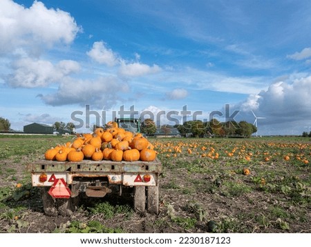 orange pumpkins during harvest on field under blue autumn sky in dutch province of flevoland near almere in the netherlands