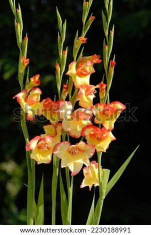 Gladiolus nanus 'Las Vegas' is a nice tuberous plant for the garden Royalty-Free Stock Photo #2230188991