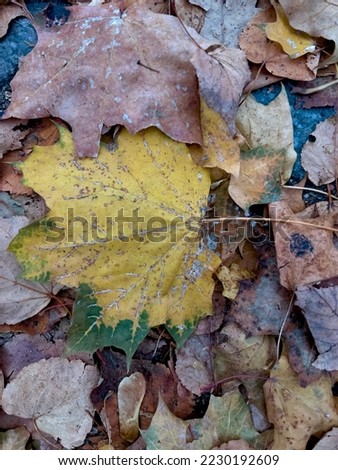 A yellow maple leave on the ground. Selective focus. High quality photo