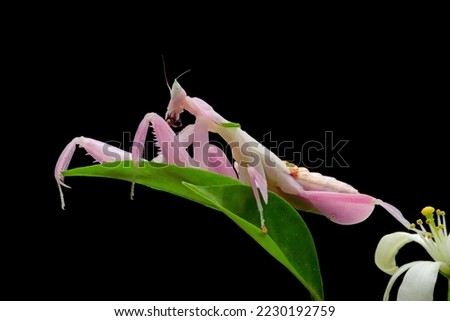 Beautiful Pink Orchid mantis on flower with isolated background, Pink Orchid mantis closeup  Royalty-Free Stock Photo #2230192759