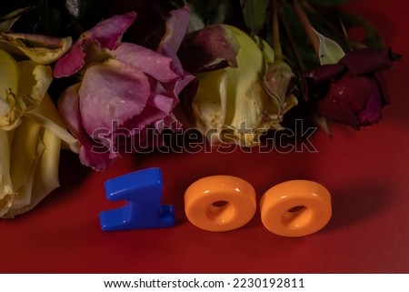 Cut roses on a red background with the number 100 years. Black Friday discount.