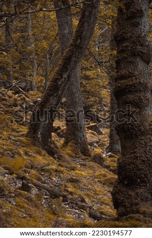 Pictures of a forest during fall featuring trees, fallen leaves, rich forest ground and beautiful warm colors