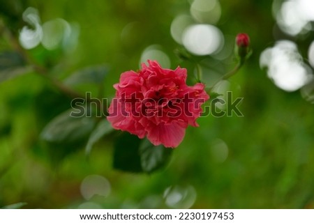 Shoeblack plant  Red Flower Images Photo.