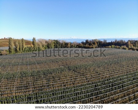 Apple orchard with protective nets in the state of Baden-Wurttemberg, Germany
