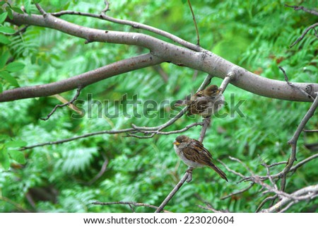 Natural background. Two cute ruffled sparrows sitting on a branch of rowan