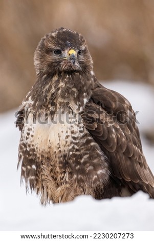 Common Buzzard portrait in winter