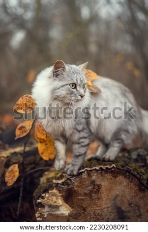 Photo of a beautiful gray cat in the autumn forest.