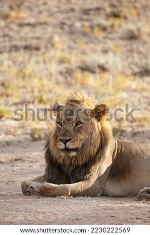 Young black-maned lion calling at a water hole in the Kalahari desert, South Africa	