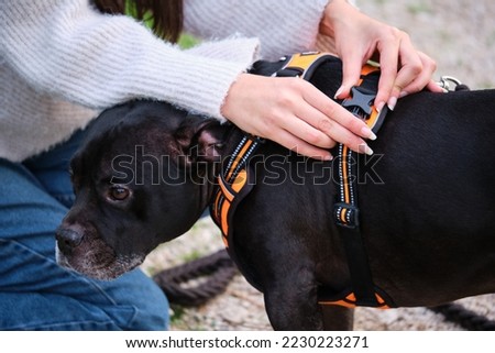Unrecognizable woman putting on dog harness at a pine forest. American staffordshire and french bulldog mixed breed. Royalty-Free Stock Photo #2230223271